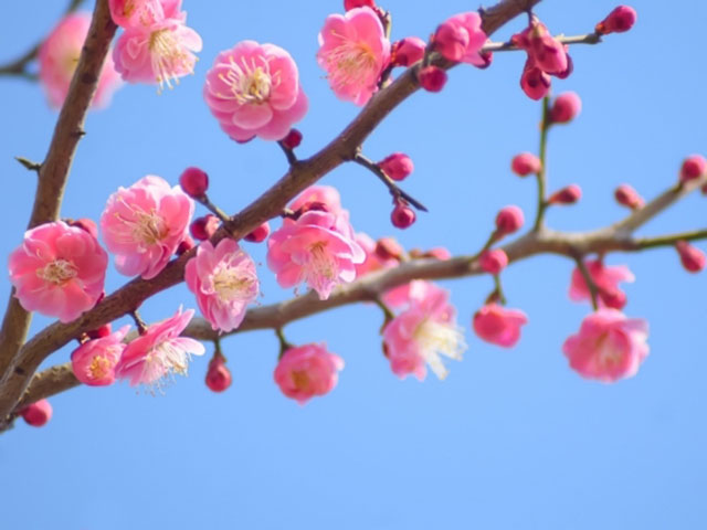 会員さんへのお便り