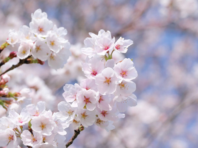 会員さんへのお便り