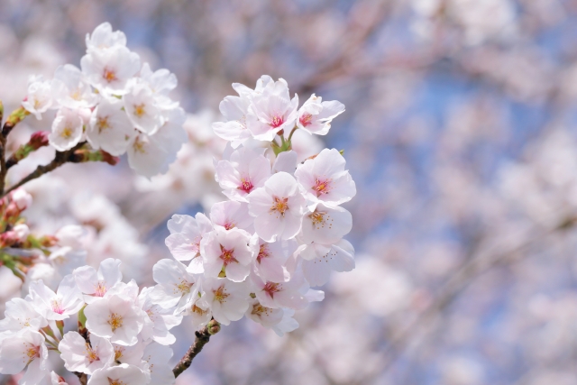 会員さんへのお便り