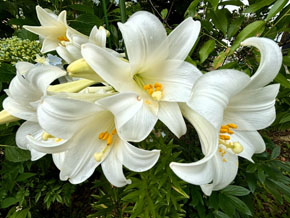 今日の心の糧イメージ