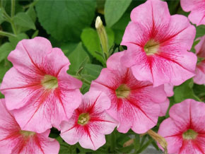 今日の心の糧イメージ