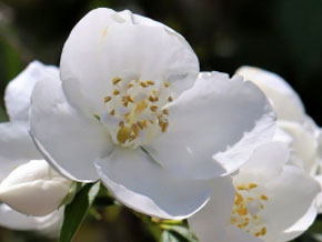 今日の心の糧イメージ