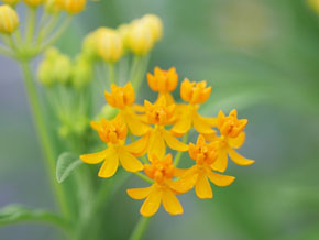 今日の心の糧イメージ