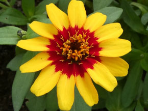 今日の心の糧イメージ