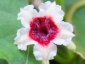 今日の心の糧イメージ