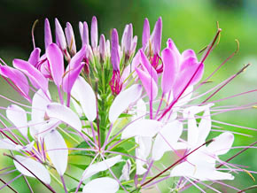 今日の心の糧イメージ