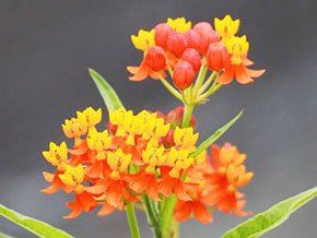 今日の心の糧イメージ