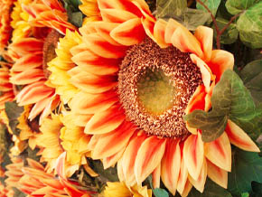 今日の心の糧イメージ