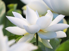 今日の心の糧イメージ