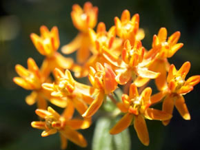 今日の心の糧イメージ