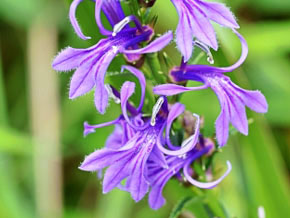 今日の心の糧イメージ