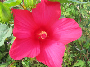 今日の心の糧イメージ