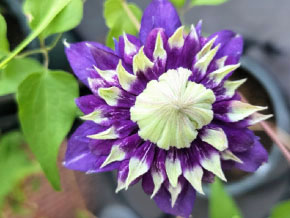 今日の心の糧イメージ