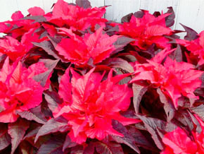 今日の心の糧イメージ