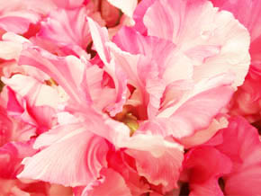 今日の心の糧イメージ