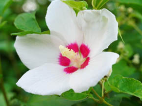 今日の心の糧イメージ