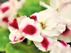 今日の心の糧イメージ