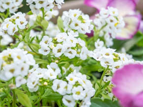 今日の心の糧イメージ