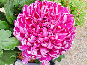 今日の心の糧イメージ