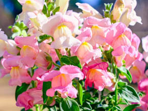 今日の心の糧イメージ