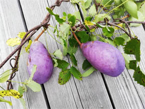 今日の心の糧イメージ