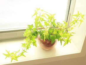 今日の心の糧イメージ