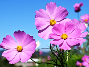 今日の心の糧イメージ