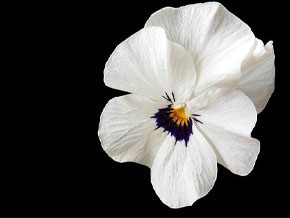 今日の心の糧イメージ