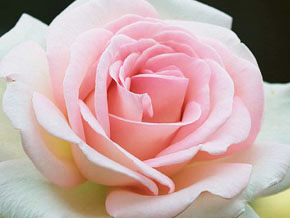 今日の心の糧イメージ