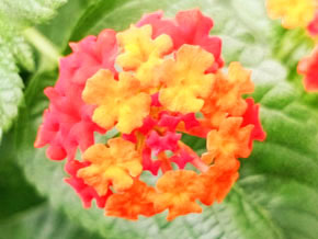 今日の心の糧イメージ