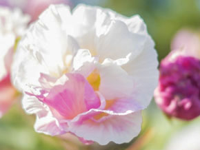 今日の心の糧イメージ