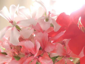 今日の心の糧イメージ