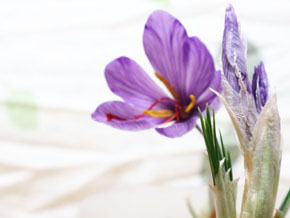 今日の心の糧イメージ