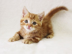 今日の心の糧イメージ