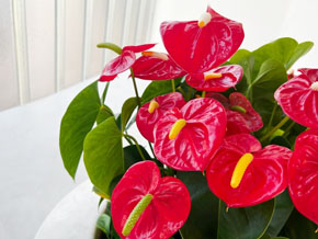 今日の心の糧イメージ