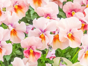 今日の心の糧イメージ