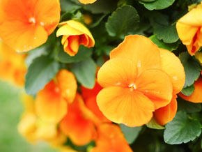 今日の心の糧イメージ