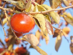 今日の心の糧イメージ