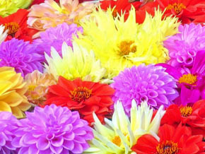 今日の心の糧イメージ