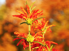 今日の心の糧イメージ