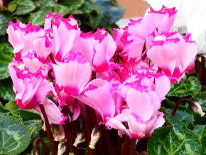 今日の心の糧イメージ