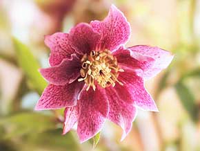 今日の心の糧イメージ