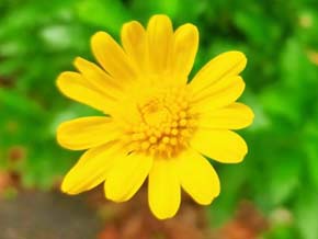 今日の心の糧イメージ