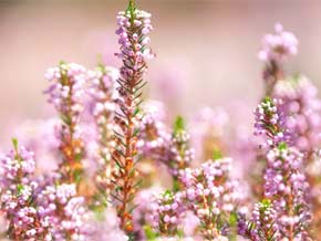 今日の心の糧イメージ