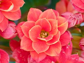 今日の心の糧イメージ