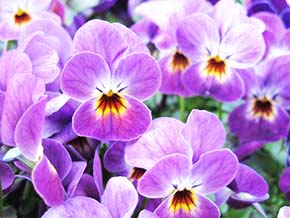 今日の心の糧イメージ