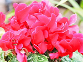 今日の心の糧イメージ