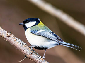 今日の心の糧イメージ