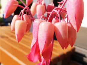 今日の心の糧イメージ